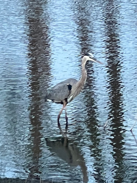 Diamond Painting ~ Great Blue