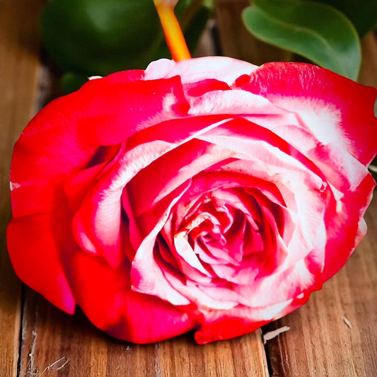Diamond Painting ~ Rose Are Red
